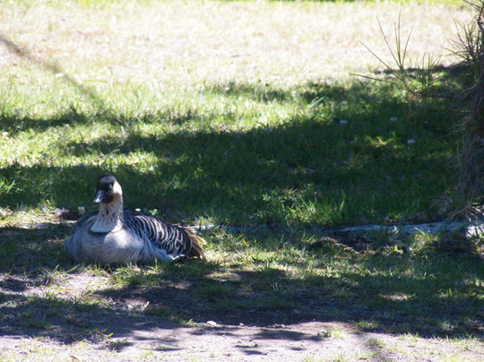 Nui Pohaku Big Island Adventure Tours-夏威夷大岛必去景点