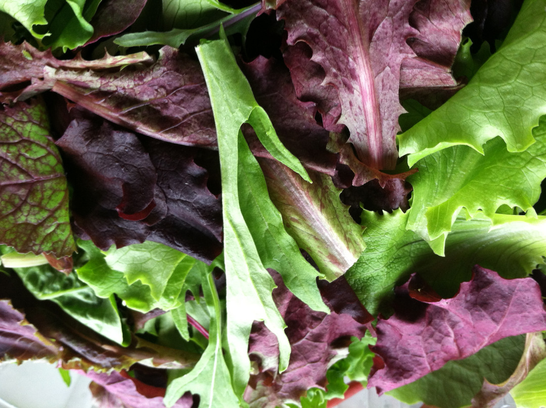 Blue Moon Acres-Pennington必去景点