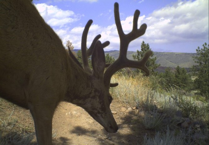 Bobcat Ridge Natural Area-拉夫兰必去景点