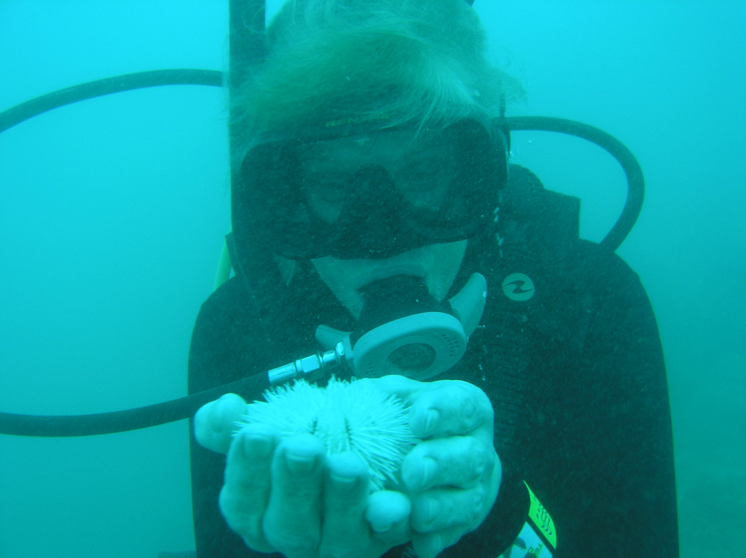 Dressel Divers Puerto Plata-普拉塔港必去景点