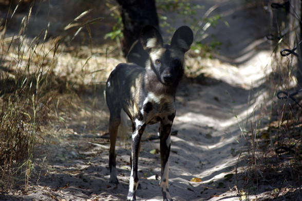 Painted Dog Conservation景点图片