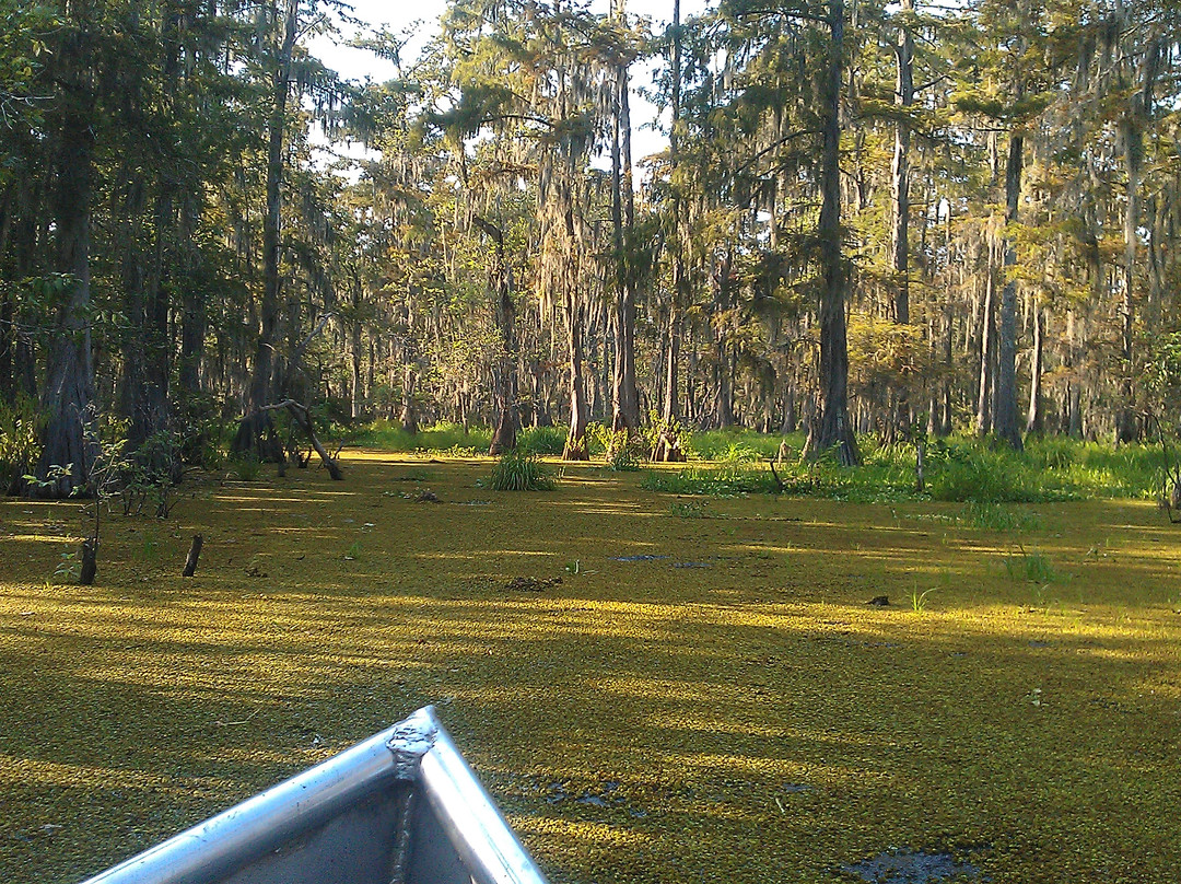de la Houssaye's Swamp Tours景点图片