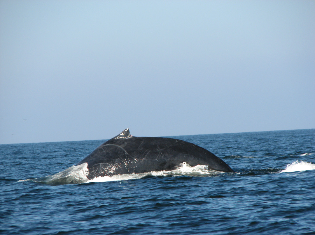 Ecotours Vallarta-瓦拉塔港必去景点