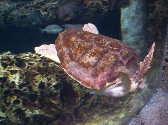 乔治亚水族馆-亚特兰大必去景点