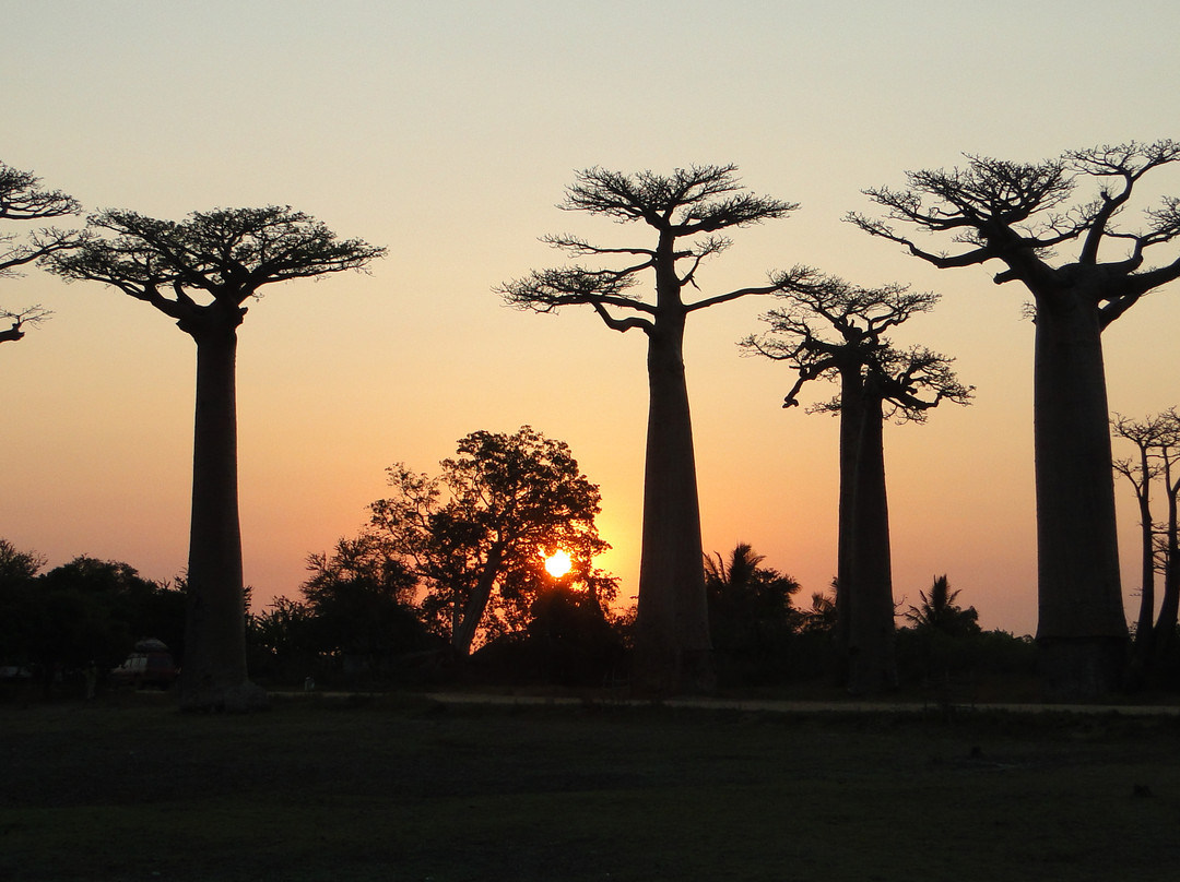 Avenue of the Baobabs景点图片
