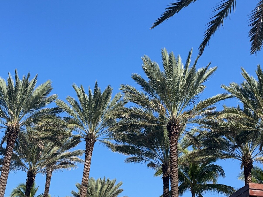 The Cove Barbados-圣罗伦斯峡必去景点