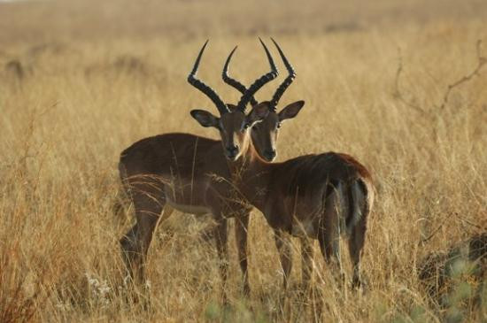 null-Entabeni Game Reserve