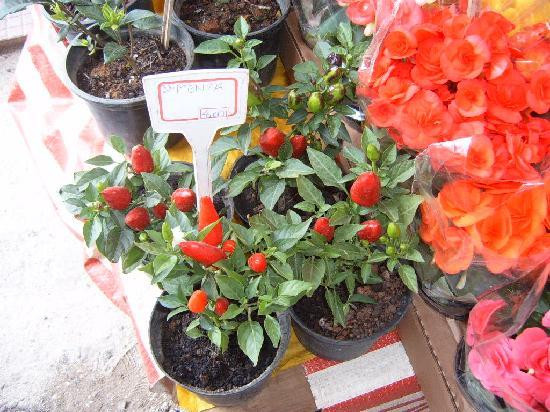 Liberdade-圣保罗必去景点