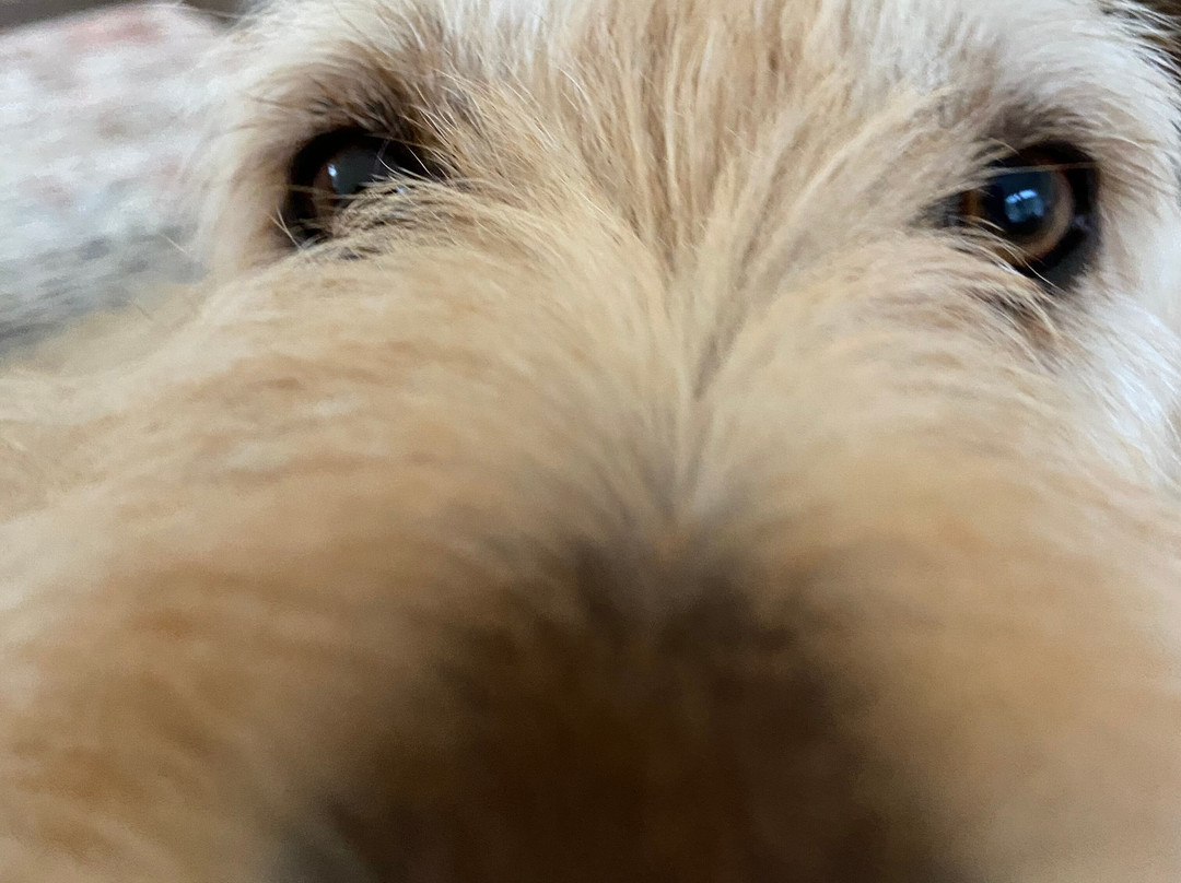 Best Western Oswego Hotel主图