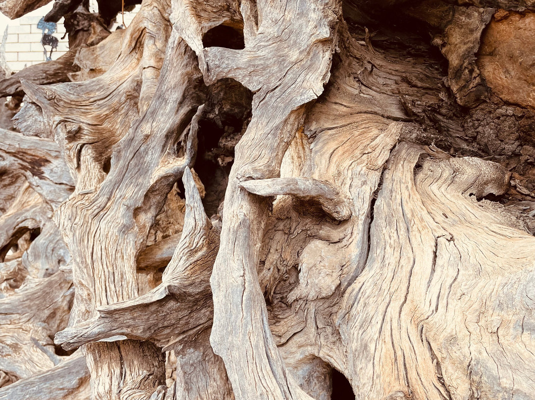 The Black Stump景点图片