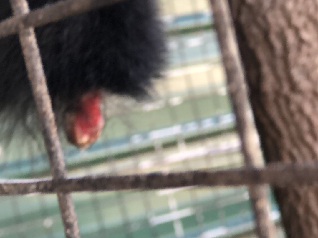 Mini 'S' Exotic Zoo-Mineola必去景点