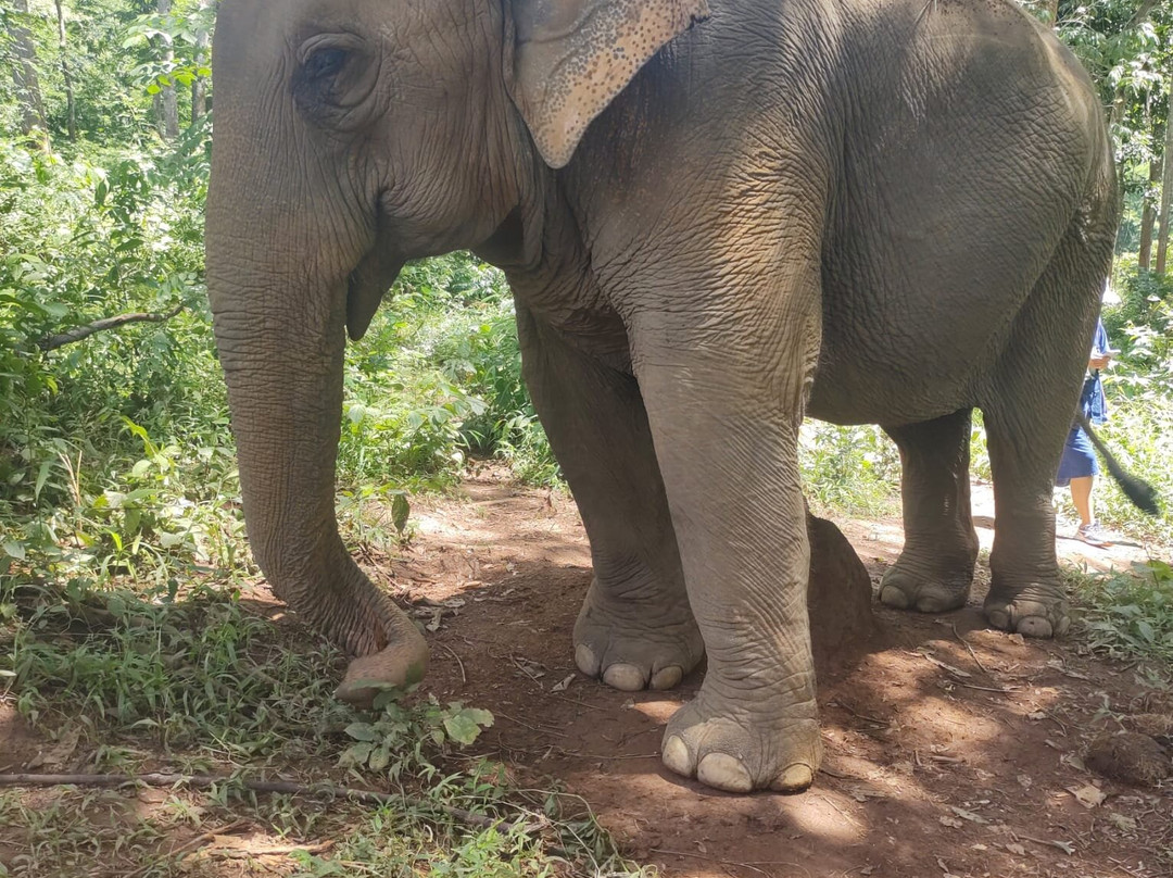 Toto's Elephant Sanctuary景点图片