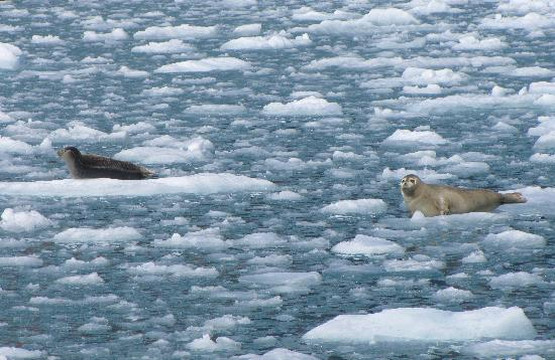 Renown Glacier Cruises & Tours-苏厄德必去景点
