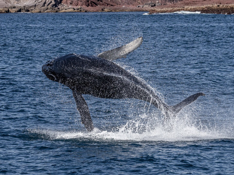 Cat Balou Cruises-伊登港必去景点