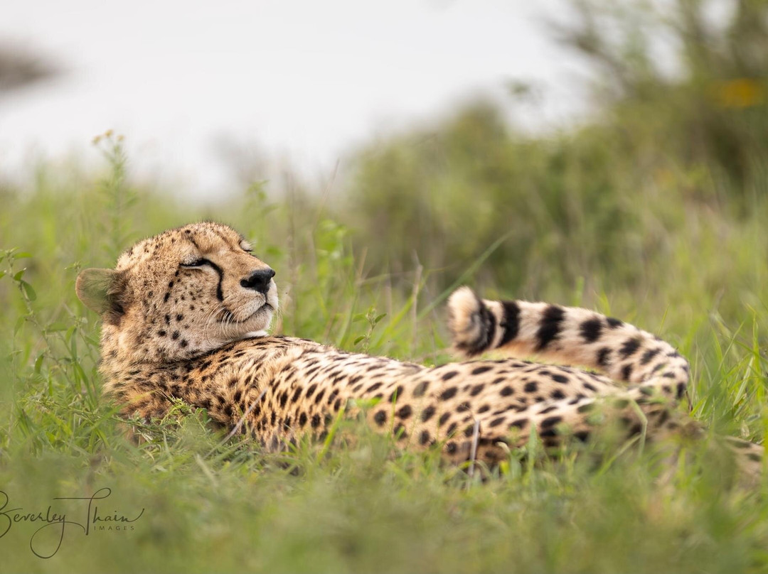 Zimanga Private Game Reserve-莫库斯必去景点