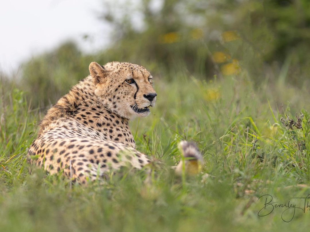 Zimanga Private Game Reserve-莫库斯必去景点