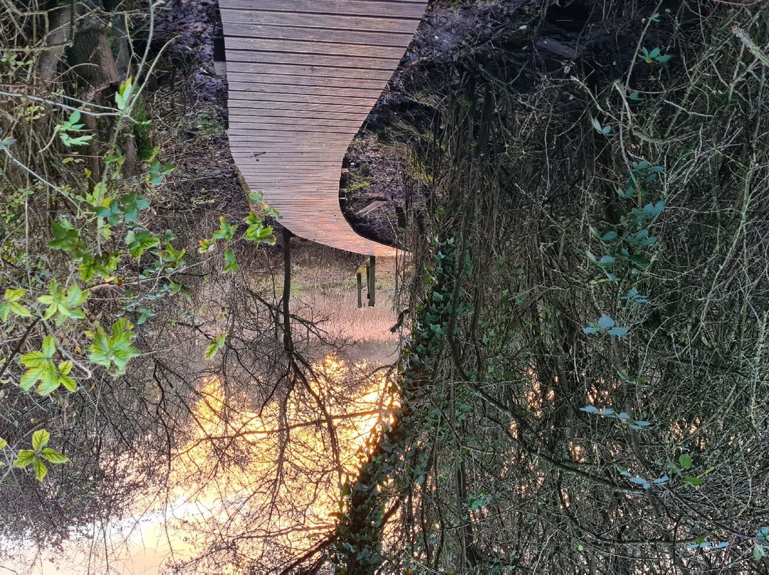 Wheatfen Nature Reserve Surlingham景点图片