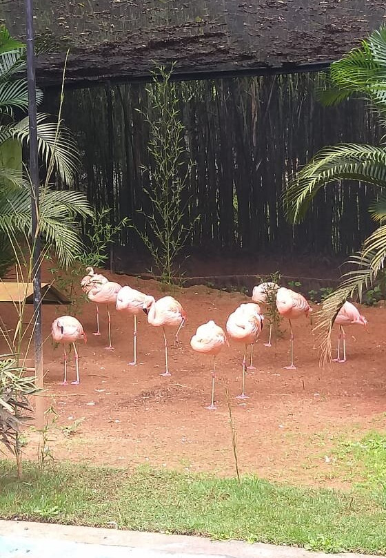 Zoo Park da Montanha景点图片