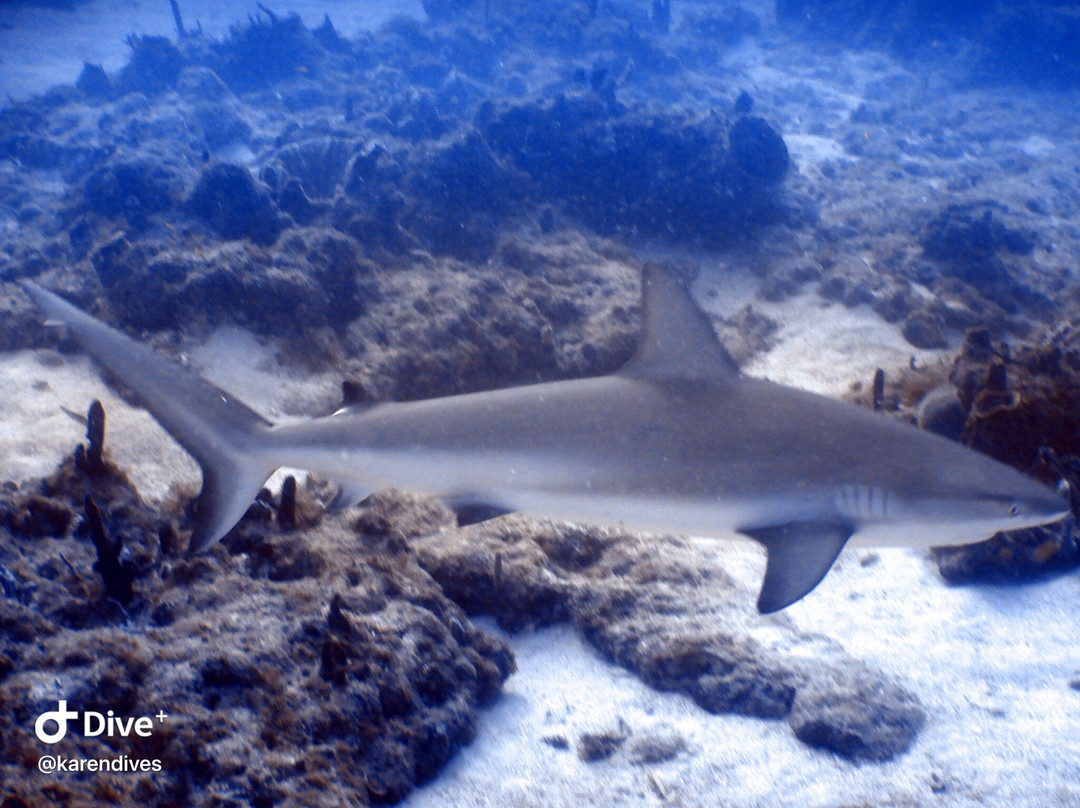 Dive Adventures-辛普森湾必去景点