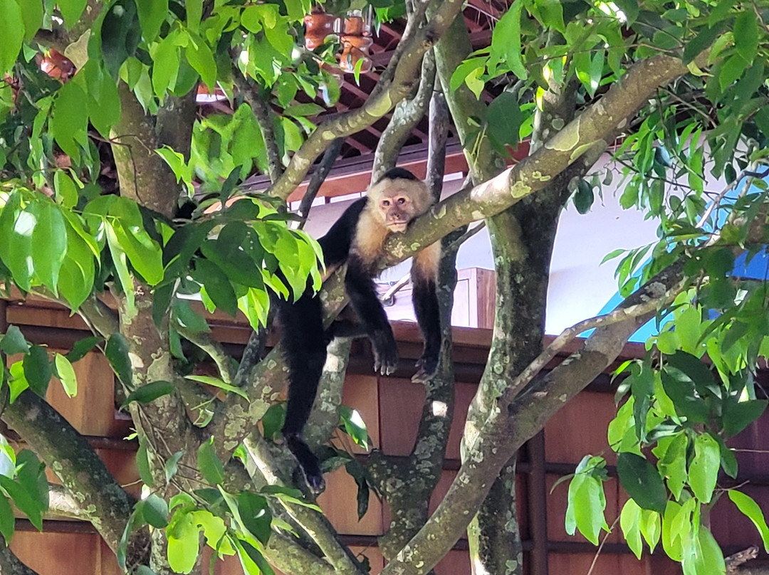 Playa Carrillo-Playa Carrillo必去景点