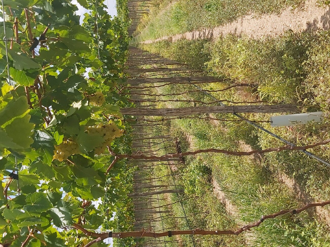 Rio Sol-Lagoa Grande必去景点