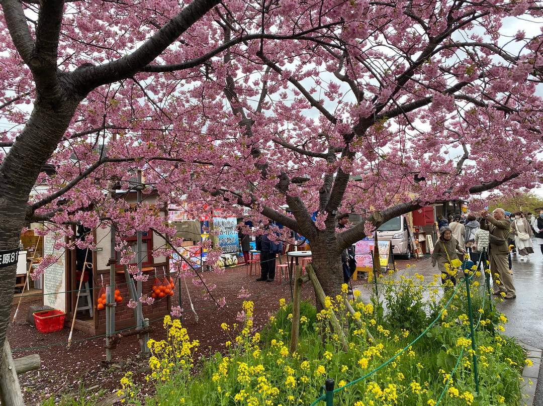Kawazuzakura Festival景点图片