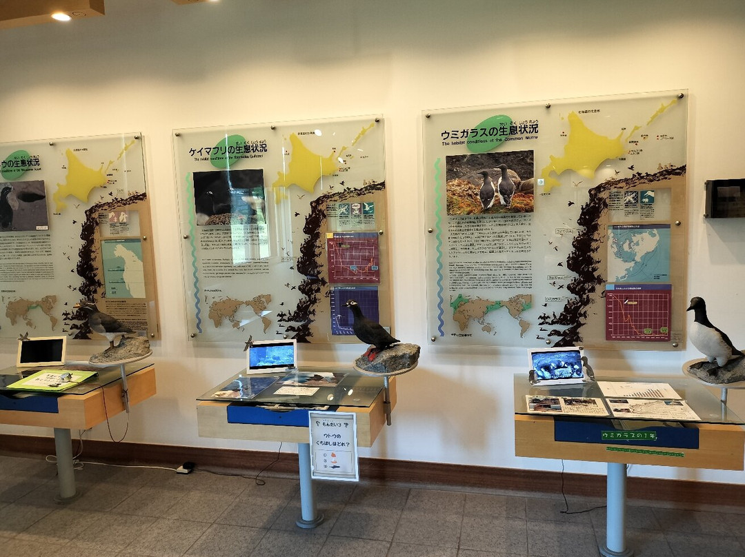 Hokkaido Seabird Center-羽幌町必去景点