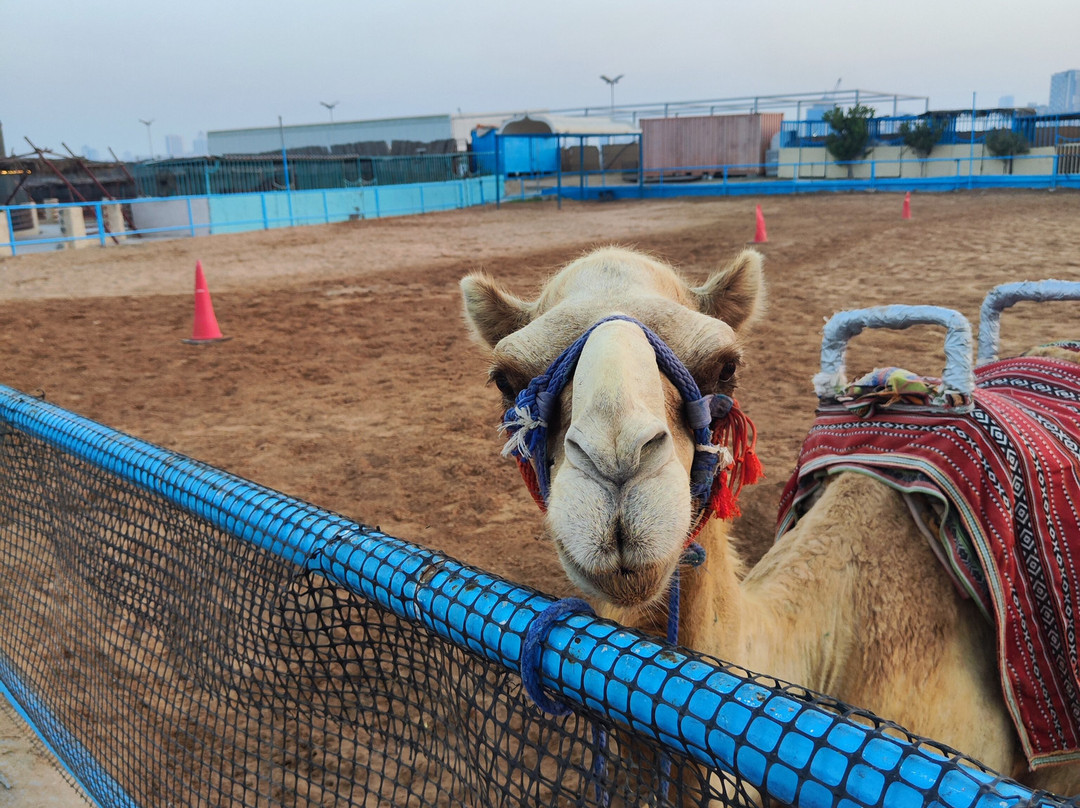 UAE Pygmy Zoo-阿治曼必去景点