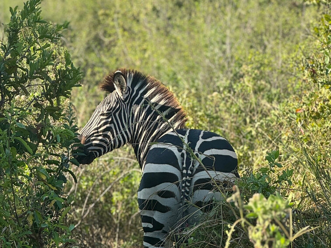 Apaloderma Safaris-Iringa必去景点