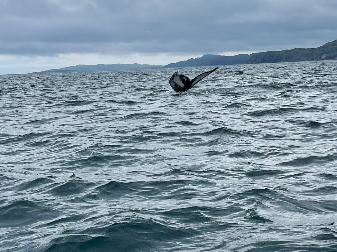 Northland Discovery Boat Tours景点图片