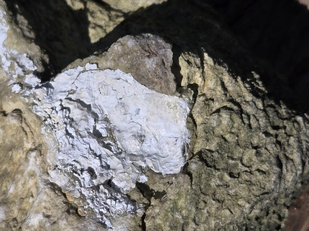 The Ridges Sanctuary-Baileys Harbor必去景点