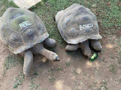 Yoki's Farm-大雅台必去景点