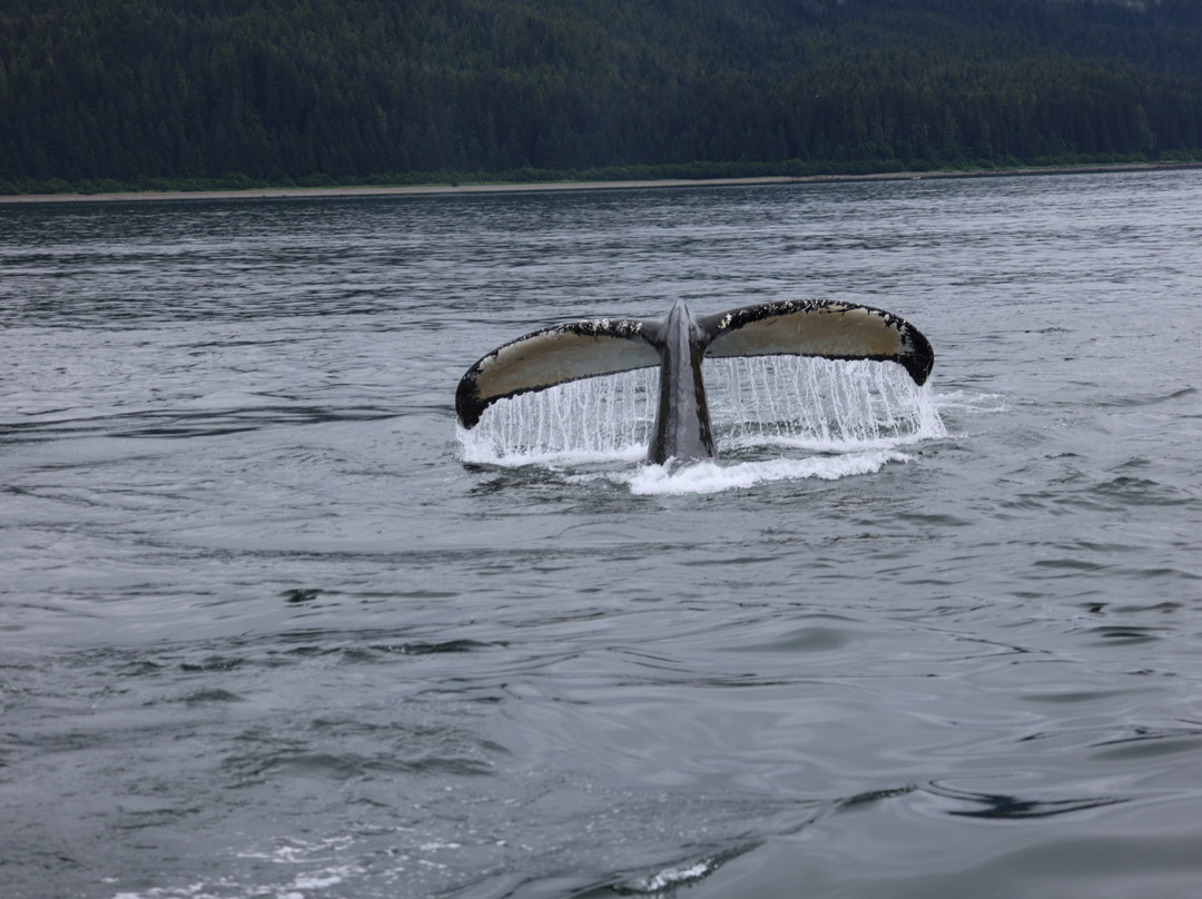 Cross Sound Express Whale Watching-古斯塔夫斯必去景点