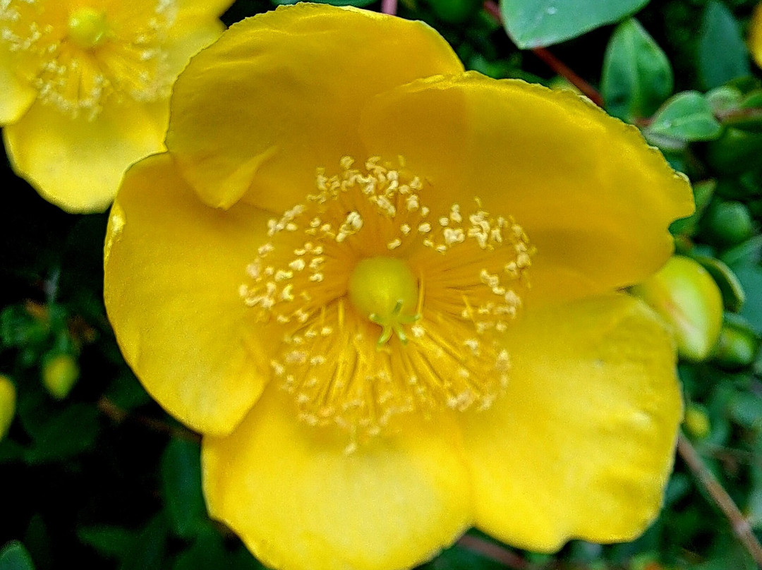 Benvarden Gardens景点图片