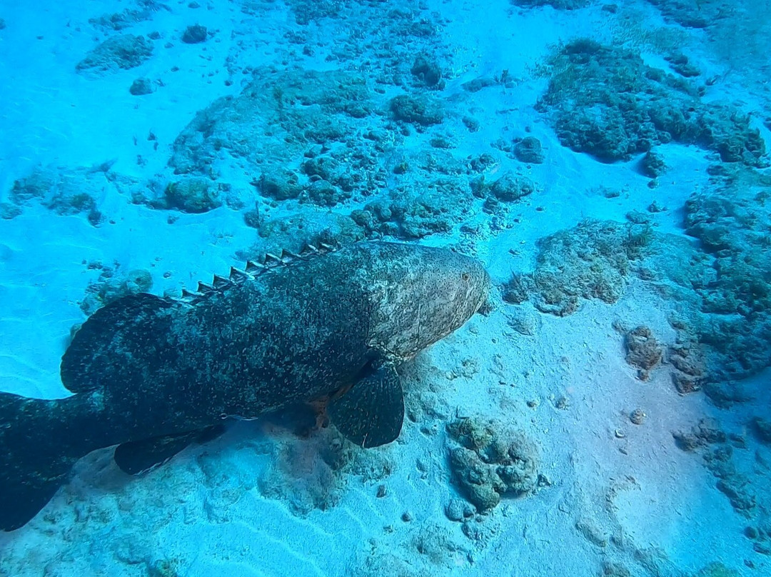 Pura Vida Divers-Singer Island必去景点