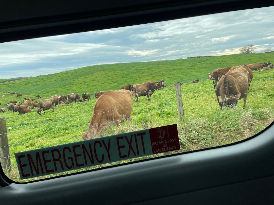 Navi Tours New Zealand-奥克兰必去景点