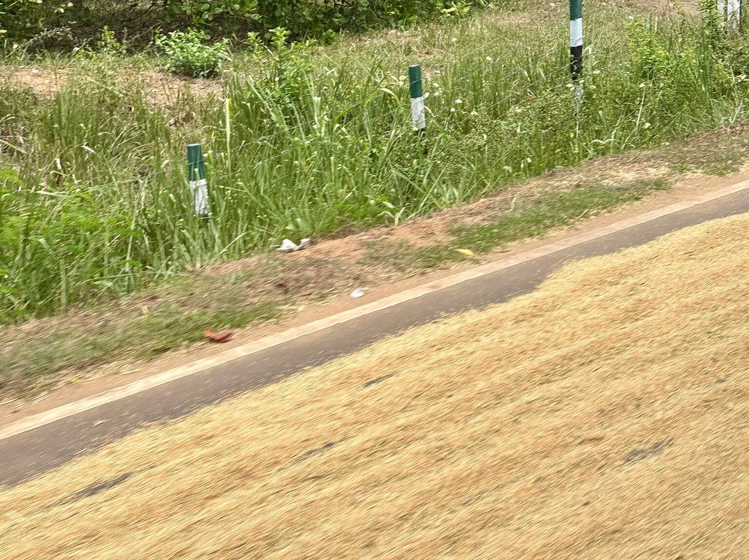 Avukana Buddha Statue-Kekirawa必去景点
