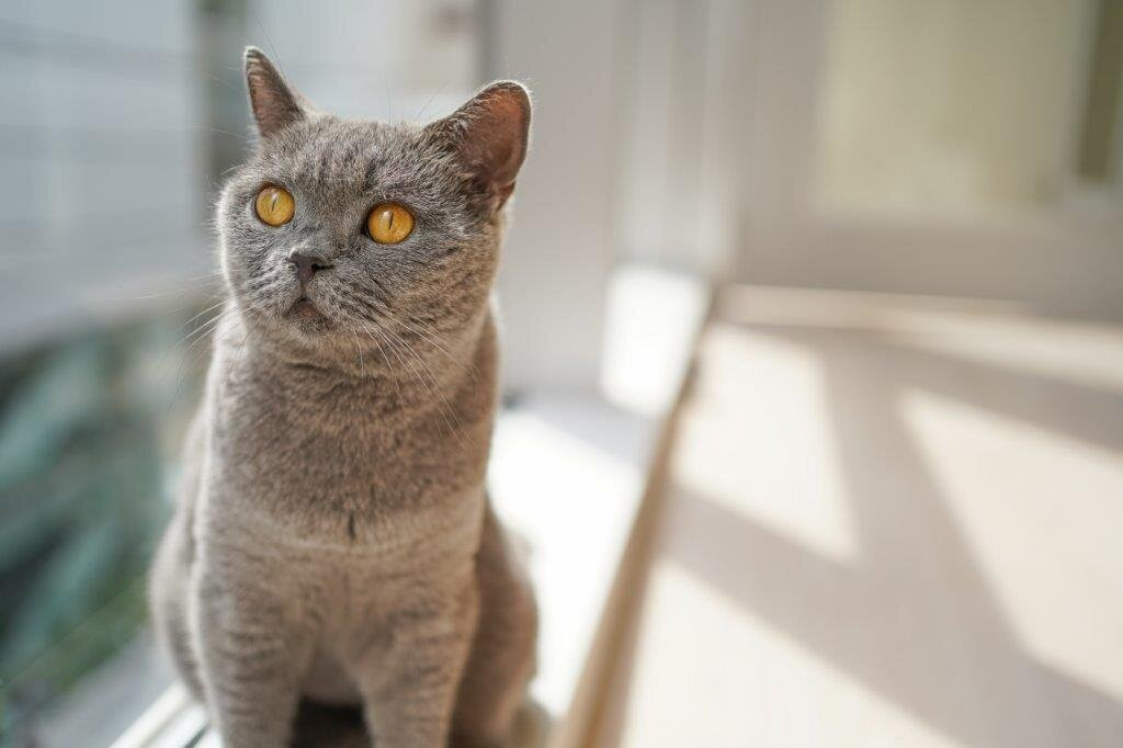 Cat Café Moff Iias Okinawa Toyosaki景点图片