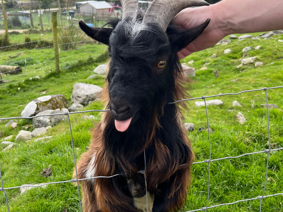 Errigal View Pet Farm-Gweedore必去景点