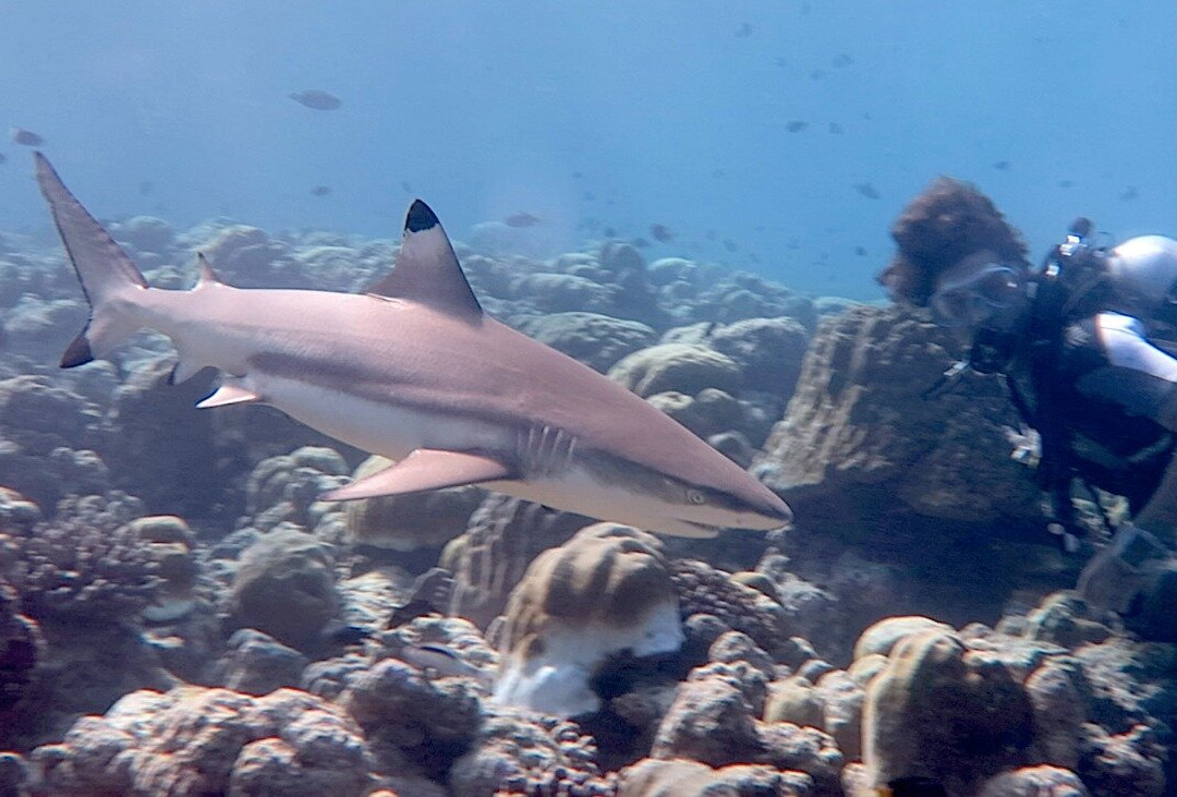 Alihuras Rasdhoo Dive & Excursions景点图片