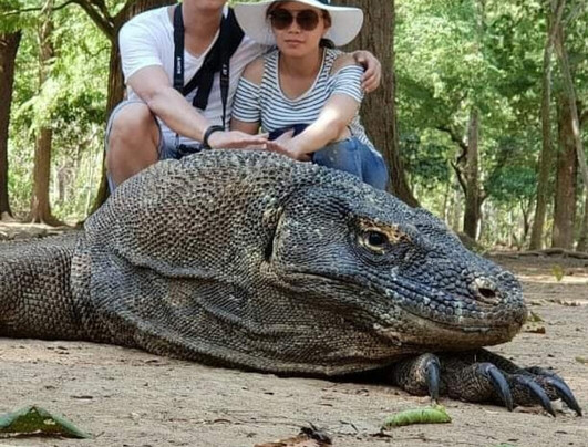 Komodo Vista Tour-科莫多必去景点