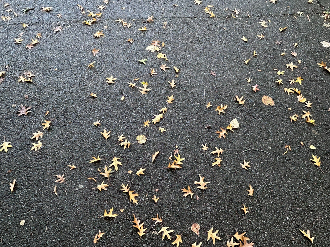 Roundwood Park景点图片