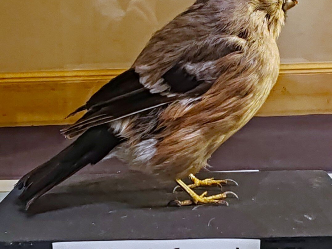 The Oxfordshire Museum景点图片