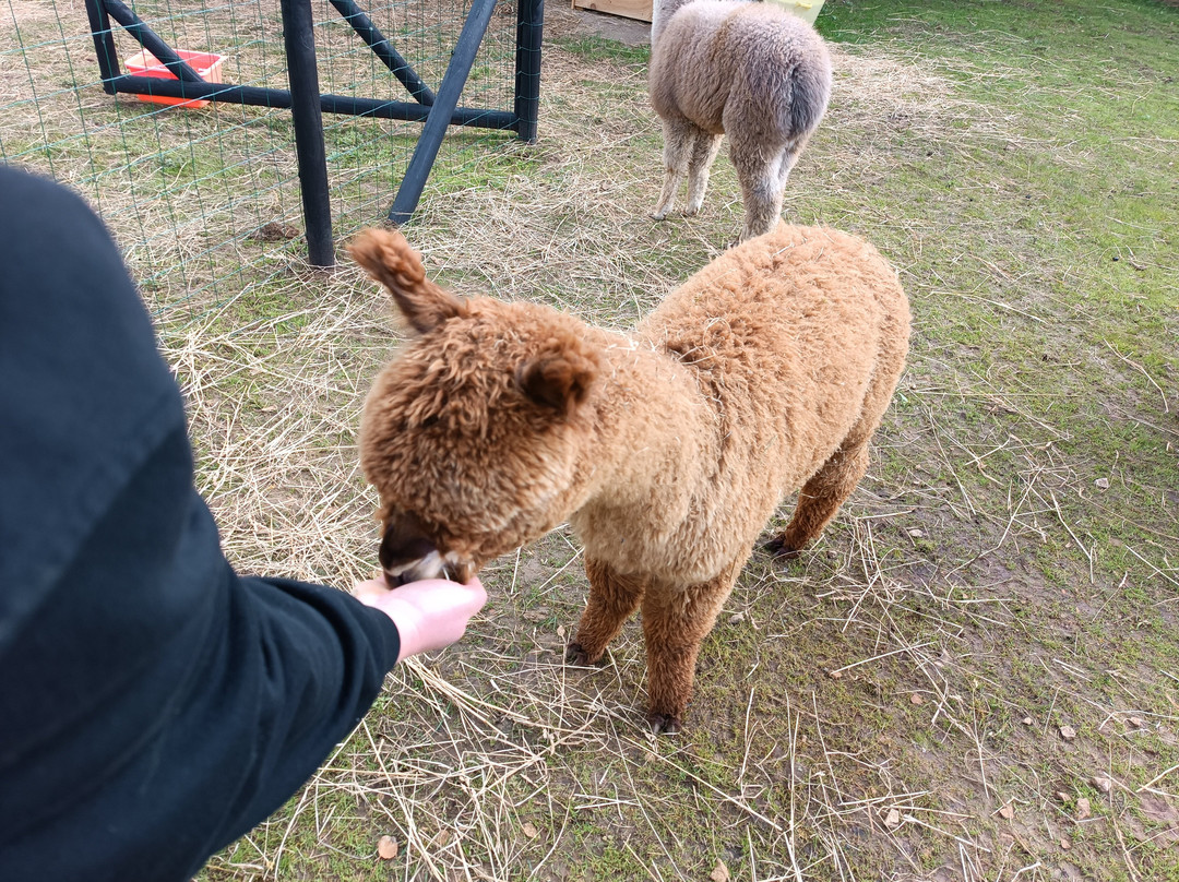 Nana Mac Alpaca Farm景点图片