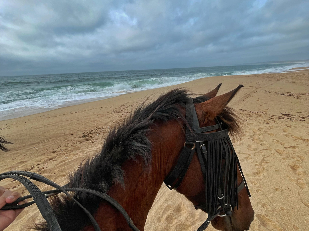 We Love Horses Meco-Aldeia do Meco必去景点