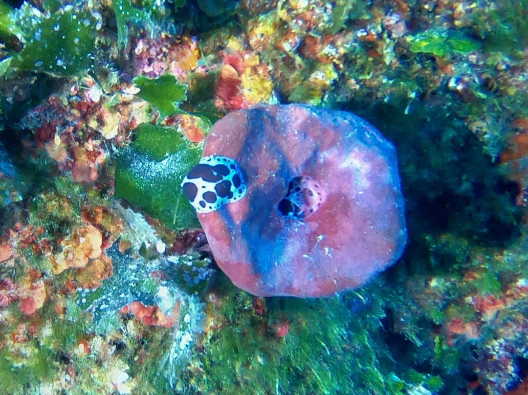 Diving Center Viking Hvar景点图片