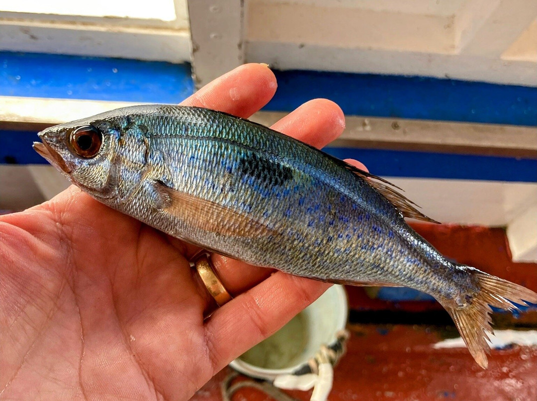 Pescaturismo La Barca dei Matti景点图片