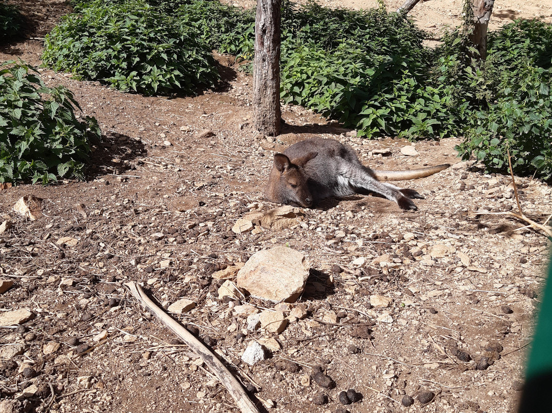 Parc Animalier De Casteil景点图片
