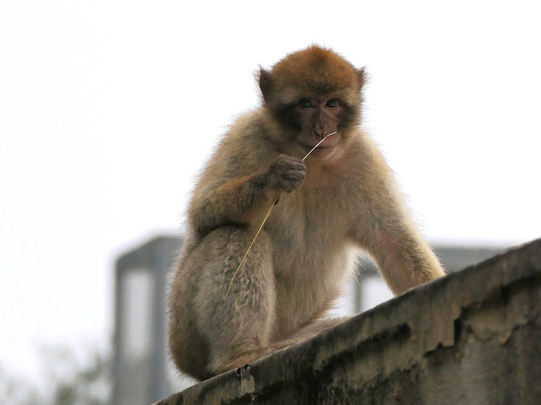 Gibraltar Taxi Association-直布罗陀必去景点