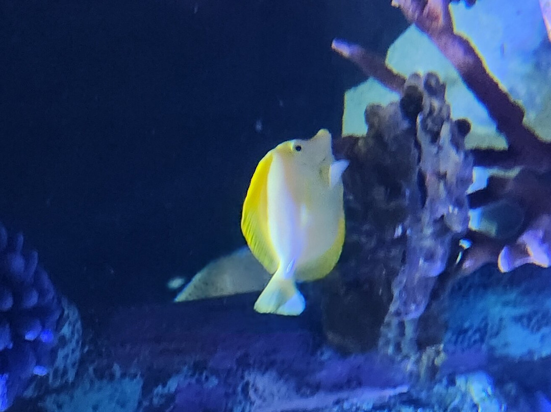 Great Lakes Aquarium-德卢斯必去景点